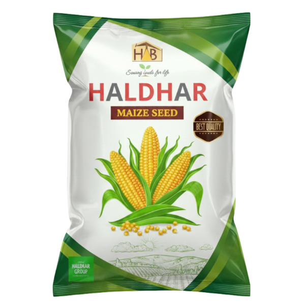 Maize Seed